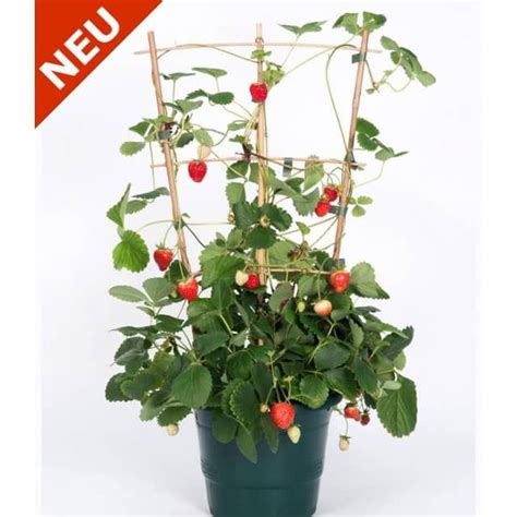 Baldur garten gmbh chinaschilf eulalia 9x9 cm topf garten ziergraser moderner garten. Klettererdbeere Hummi® am Spalier, 1 Pflanze | Pflanzen ...
