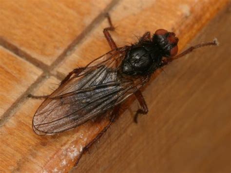 Black Fly With Red Eyes And Red Legs The Backyard Arthropod Project