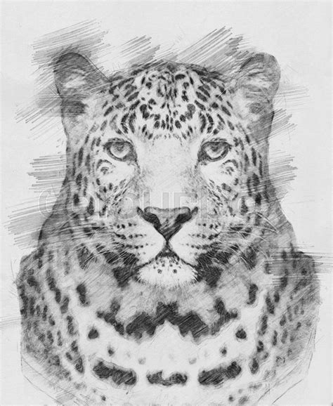 Leopard Black And White Sketch With Stock Image Colourbox