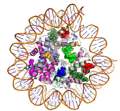 Using 3 D Models Of Proteins To Find Treatments For Cancer National