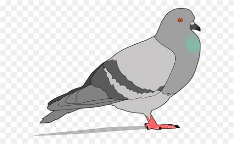 Pigeon Clip Art Free Vector Dove Bird Clipart Stunning Free