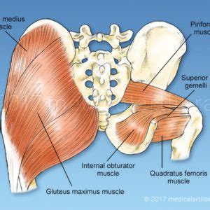 On the other end of the spectrum, athletes who overuse their hips can also. Obturator Internus - Medical Art Library