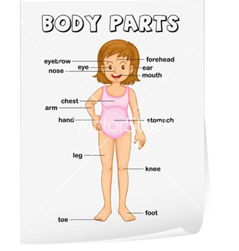 You may not save the world, but you could save a friend because you know the body parts in spanish. LLT 307 Final: Teaching Body Parts in Spanish - Home