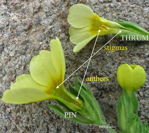 A Wandering Botanist Plant Story More Reasons To Like Primroses Primula