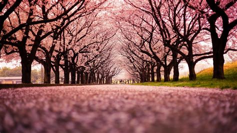 Landscape Cherry Blossom Trees Path Nature Wallpapers Row Of