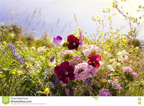 Beautiful Morning Outdoor Field Scenery With Violets Pink