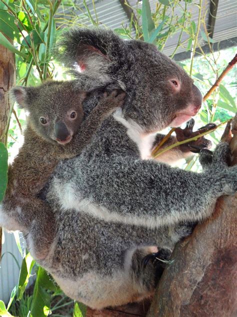 Baby Koala By Mike Swig Koala Baby Koala Koala Bear