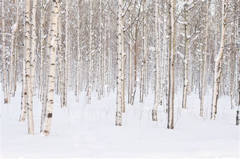 Nothing Like Birch Trees Against That Beautiful Winter Snow Birch