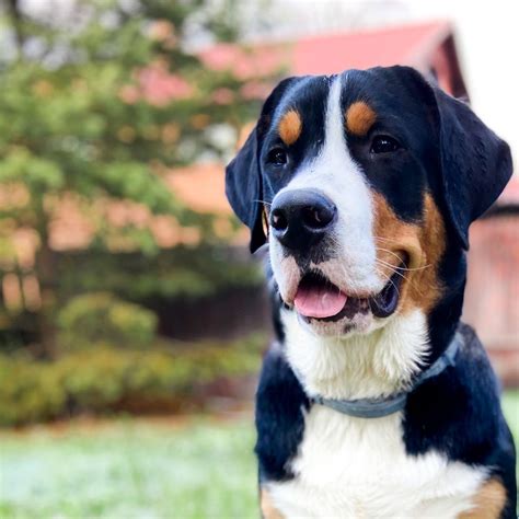 16 Cool Facts About Entlebucher Mountain Dogs Page 4 Of 6