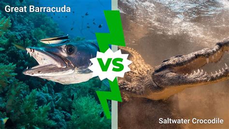 Epic Battles The Worlds Largest Barracuda Vs Saltwater Crocodile A