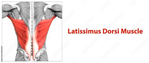 Human Muscular System Torso Muscles Latissimus Dorsi Muscle Anatomy ilustración de Stock Adobe