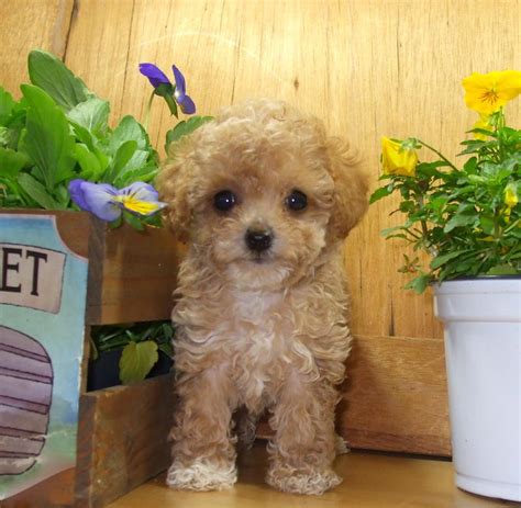 Toy Tiny Toy Teacup Poodle Puppies