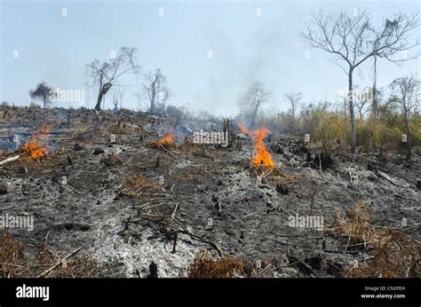 Man Slashing Vegetation On A Burnt Hill Side After Deforestation Road