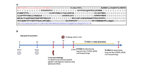 A Assembled Vaccine Construct Containing A Secretion Signal Sequence Download Scientific