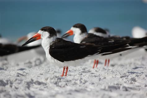 A Peek Into A Beach Nesting Seabird Colony Wild Lens Collective