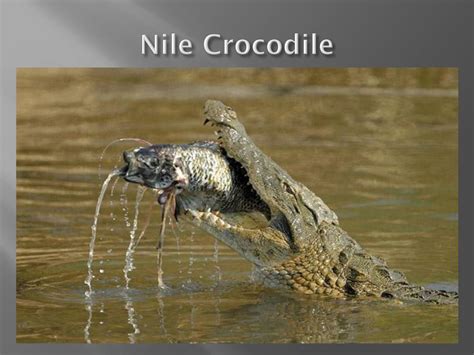Ppt Crocodiles And Alligators Powerpoint Presentation Free Download