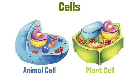 Animal Plant Cell Video Plant Vs Animal Cells Outline Of Lesson Watch