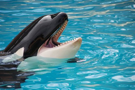 Killer Whales In Captivity The Current State Of Orca Captivity