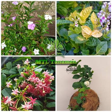 Biasanya, bagian yang paling banyak dicari dari bunga ini adalah akar, daun, dan buahnya yang sudah matang untuk diolah menjadi obat herbal. paket hemat 4 tanaman hias melati kosta ,belanda ,jepang ...