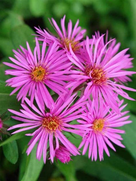 This means you get a return on your investment year after year! Aster Vibrant Dome (New England Aster) | Flowers ...