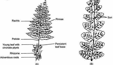labeling diagram of fern - Brainly.in