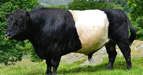 Belted Galloway Beef Real Food Hub