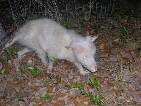 Possum Animal Memes Funny Animals Rare Albino Animals Exotic Animals