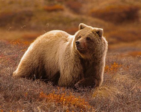 Grizzly Denali National Park Alaska Bear Alaska