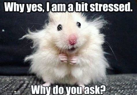 29 Of The Cutest Hamster Memes We Could Find Cute Hamsters Funny
