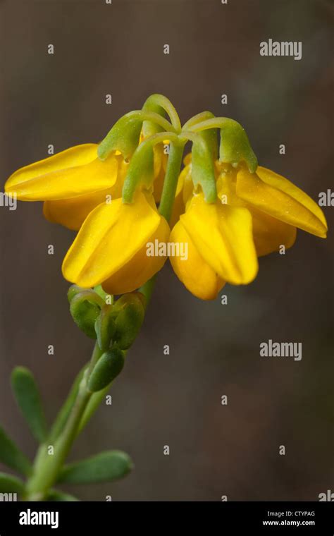 Flower Of Coronilla Lotoides Stock Photo Alamy