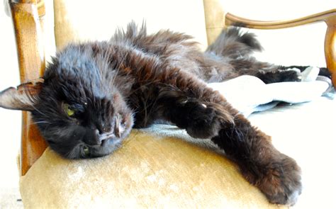 Do cats always bite or scratch their owners? Everything I know about a good death I learned from my cat ...