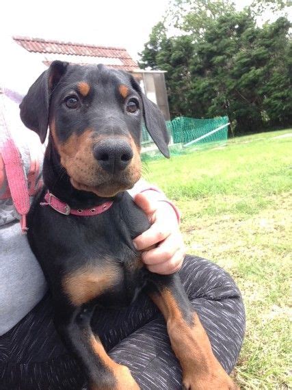 Doberman Pinscher Puppies For Sale California Avenue Ca 208399