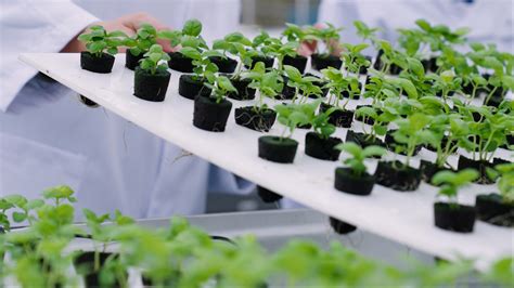 Lettus Grow Unveils Exclusive Global Partnership Programme to Scale