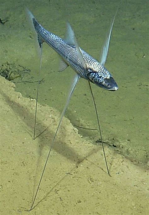 Tripodfish Or Tripod Spiderfish Bathypterois Grallator A Deep Sea