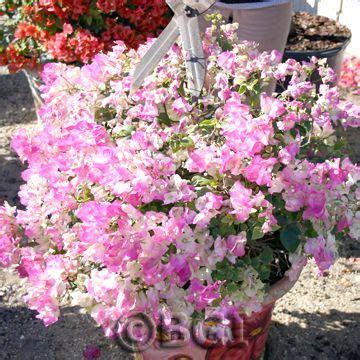 The pot should be tailored towards the specific attributes of bougainvillea. Bougainvillea 101: Care & Maintenance, Tips & Tricks ...