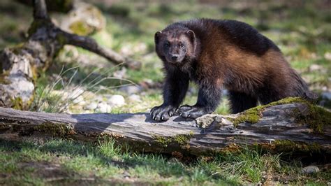 Court Restores Protections For Wolverines