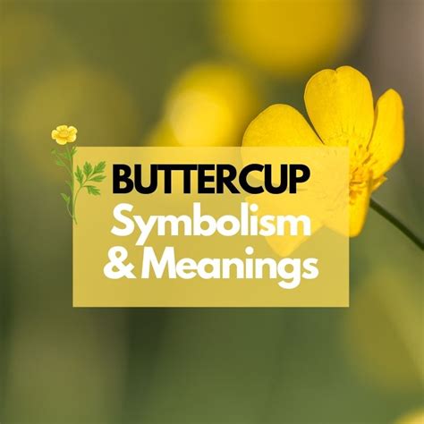 Buttercup Flower Symbolism Meanings And History Symbol Genie