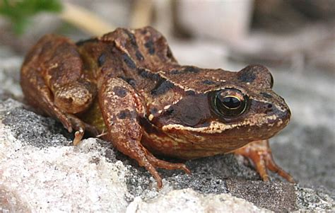Common Frog Rana Temporaria © Anne Burgess Geograph Britain And