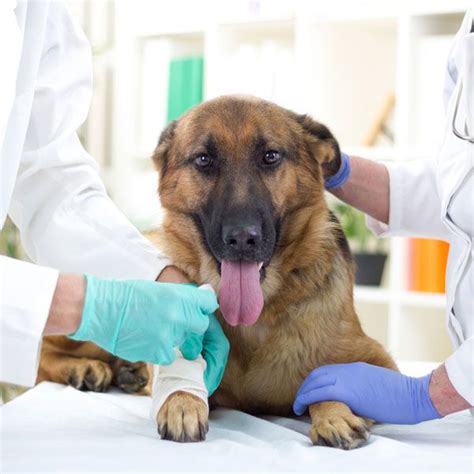 Health & general dog care. Our experienced team is trained to handle the most urgent ...