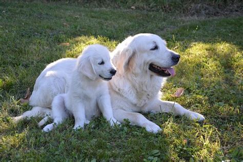 Do Adult Dogs Still Recognize Their Mothers Psychology Today United