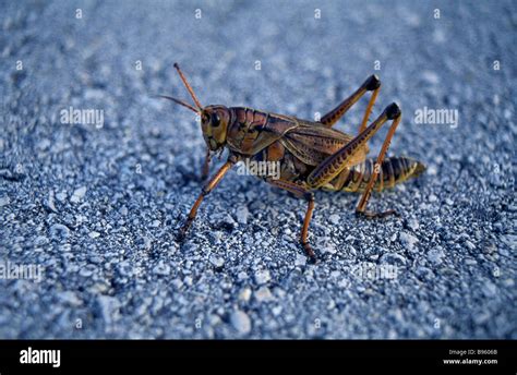 Natural History Insects Cricket Cricket On Tarmac In Usa Florida