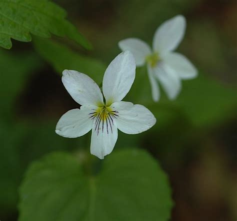 We did not find results for: Field Biology in Southeastern Ohio: Violets, Trilliums ...