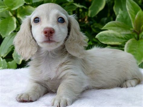 Chub chub is extremely wonderful and gets along with other animals. The 25+ best Blue dapple dachshund ideas on Pinterest ...