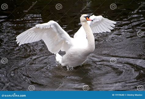 Wingspan Stock Photo Image Of Nature Lakes Swans Contrast 1919640