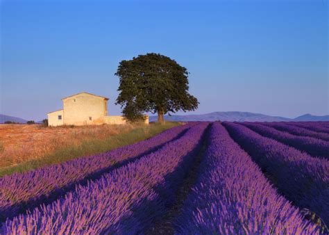 Late Afternoon In Lavender Field Provencefrance Lavender Fields