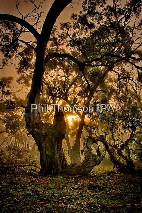Ghostly Gums By Phil Thomson Redbubble