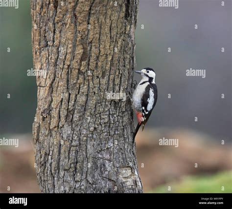 Syrian Woodpecker Greece Dendrocopos Syriacus Stock Photo Alamy