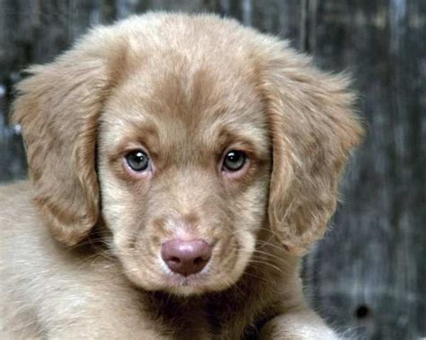 Hypoallergenic Dog Breed And Photos Fallinpets