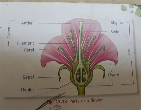 Name Of Parts Of Hibiscus Flower With Diagram And Lebelled