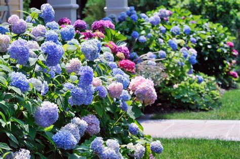 Weitere ideen zu garten, hortensien garten, hortensien. Hortensien vermehren: Ableger, Stecklinge & Teilung - Plantura